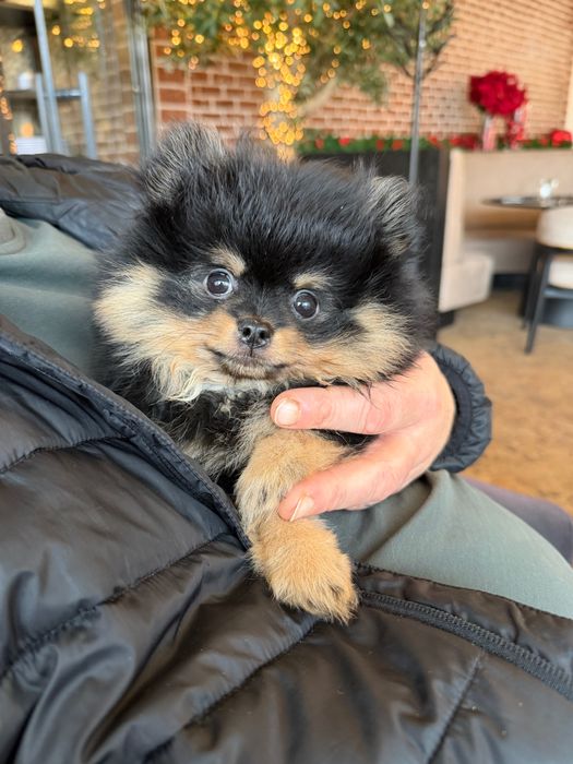 Продава мини Померан