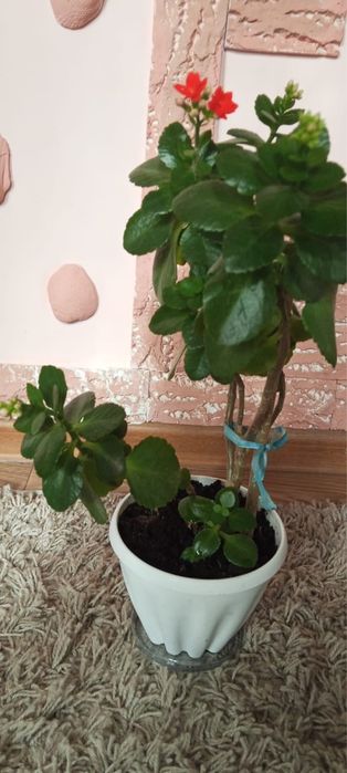 Комнатные цветы и растения