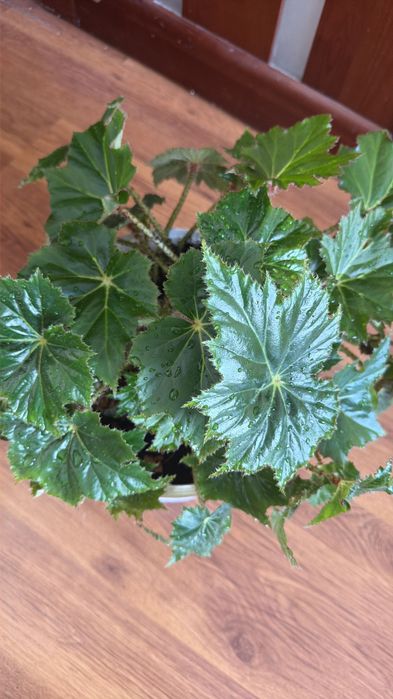 Домашний цветы Бегония