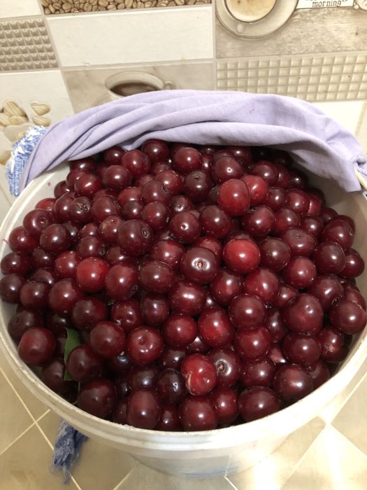 Продам вишню дачную