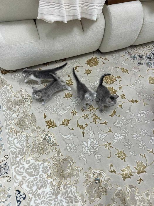 Очаровательные котята ищут новых хозяев!