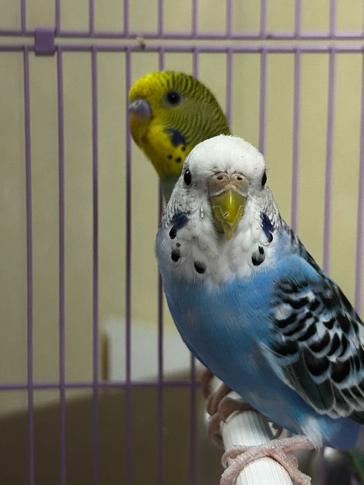 Волнистый попугай