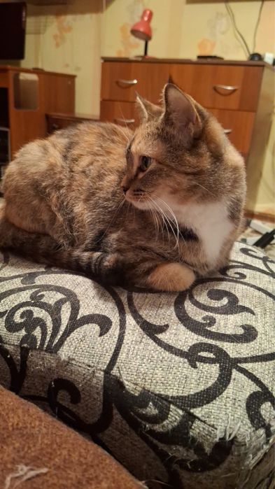 Кошка Клякса ищет дом