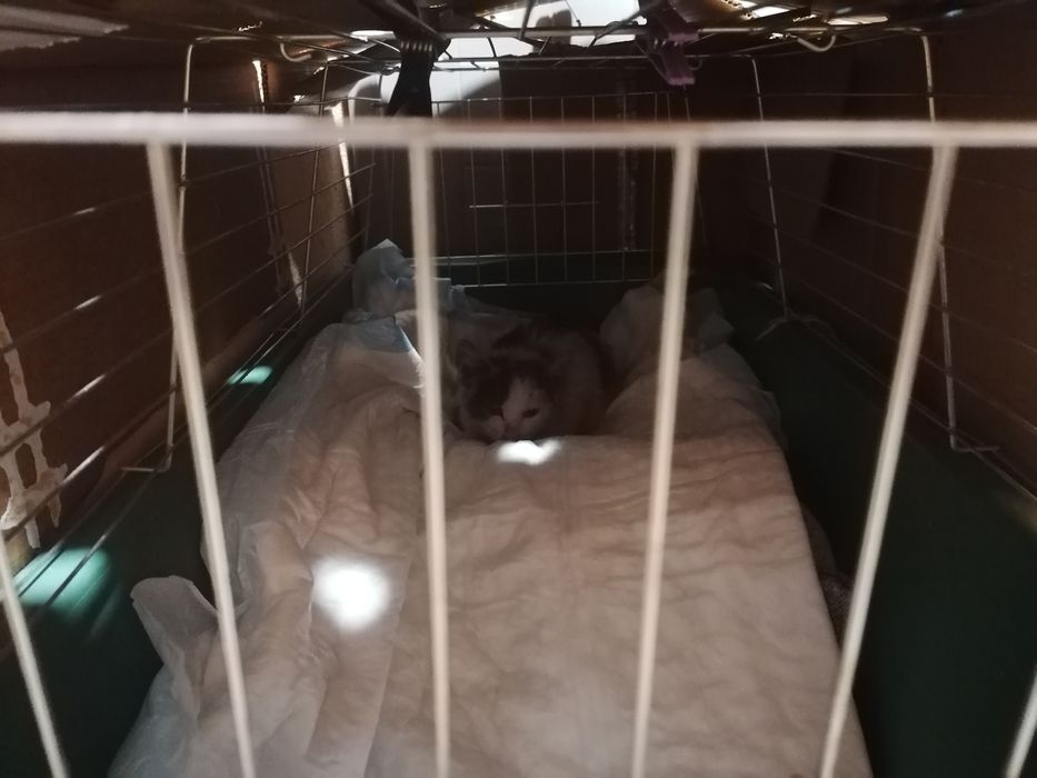 Подарявам котенце от 3 месеца