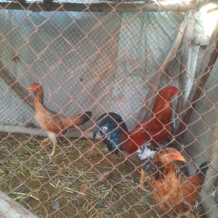 Товуклар сотилади