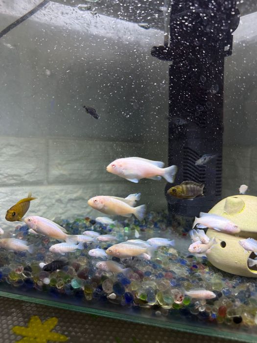 Цихлиды «снежный принц» , мальки и врослые особи