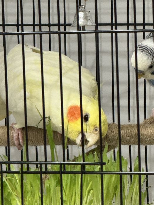 Корелла самец 4,5 месяцев