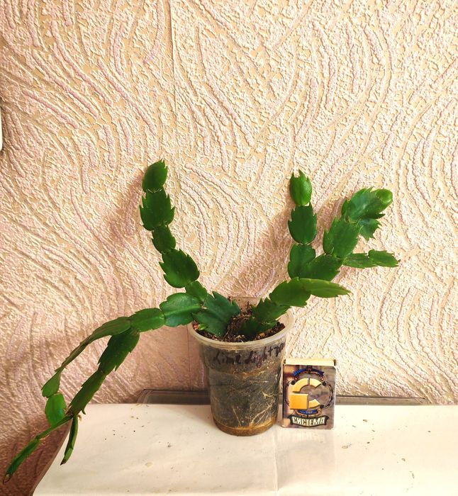 Сортовая шлюмбергера (декабрист) Lime Lihgt Dancer