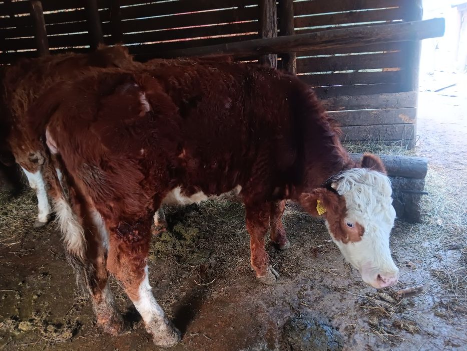 Vaci și juninci de vânzare