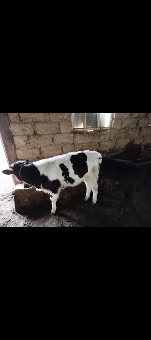 Коровы с теленками