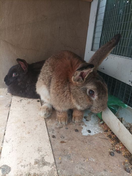 Quyonlar srochnaga sotiladi