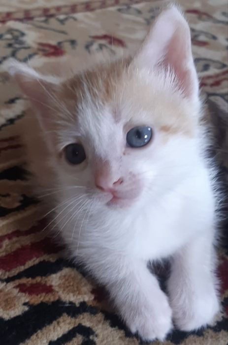 Котенки породистые