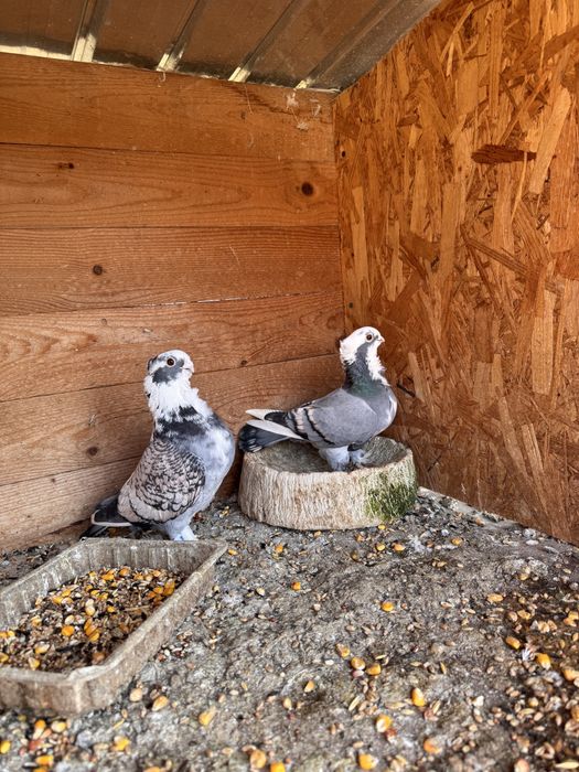 Pereche porumbei misirli