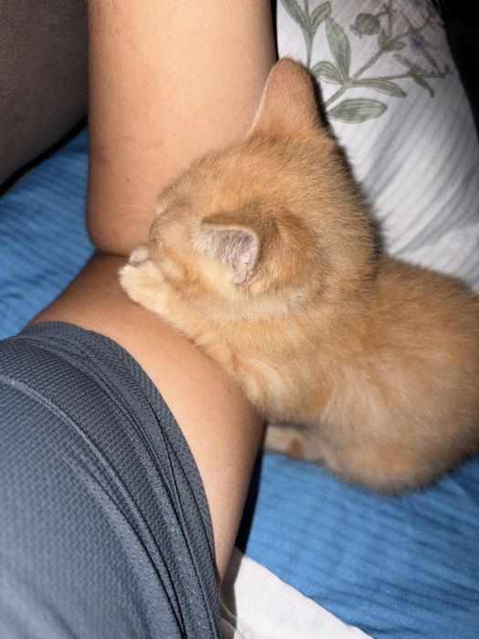 Котенок девочка отдаю в добрые руки