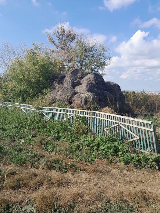 Сено.                   .