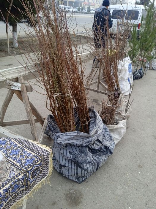 Ko'chatlar sotiladi.