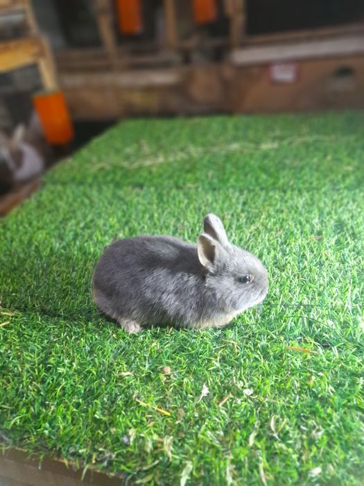 Карлик чёрный агнени ва галубой агнени  аргинал