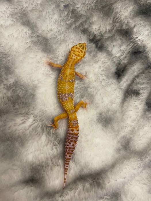 Продам ручных эублефаров