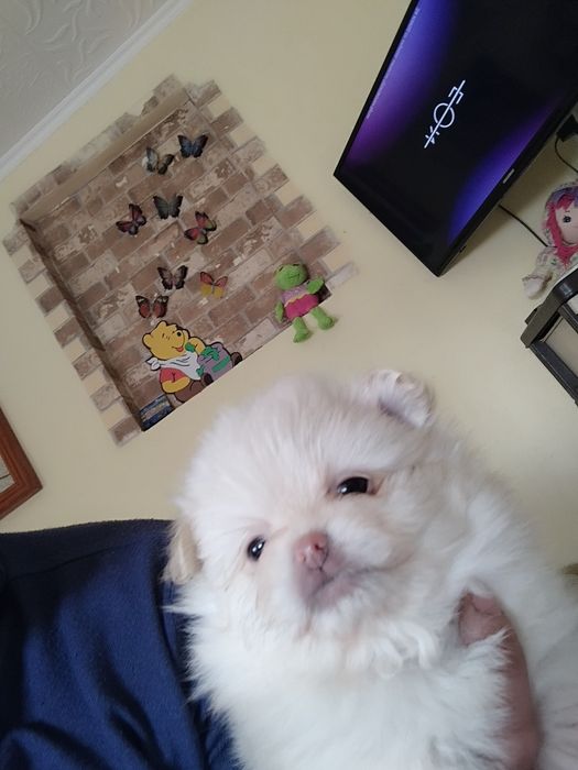 Пекинезчета нов дом