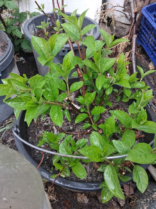 Гортензии метельчатая.