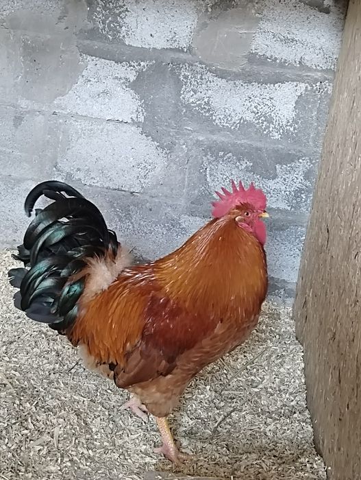 Продам крупных  петухов