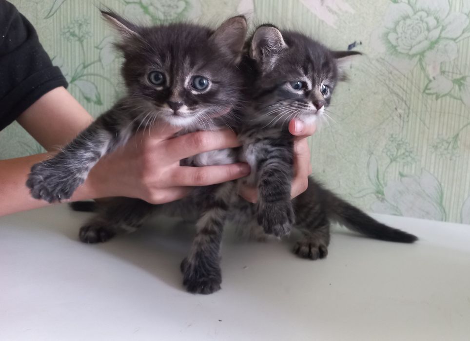 Мушукчалар яхши кулларга берилади