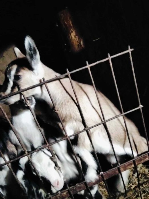 Альпийские козлята