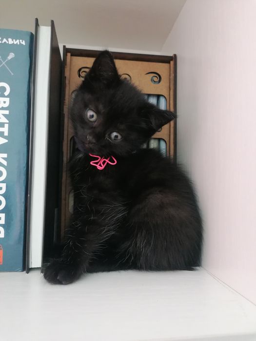 Британские котята в добрые руки.