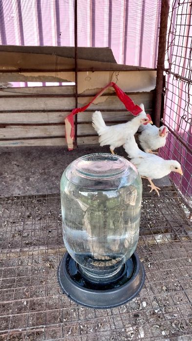 Цыплята декоративные