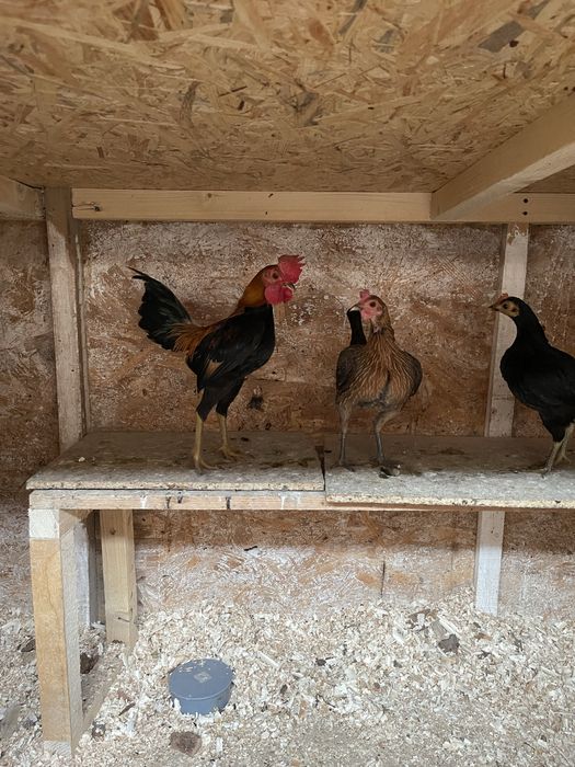 Vand oua de incubat combatant englez stil vechi