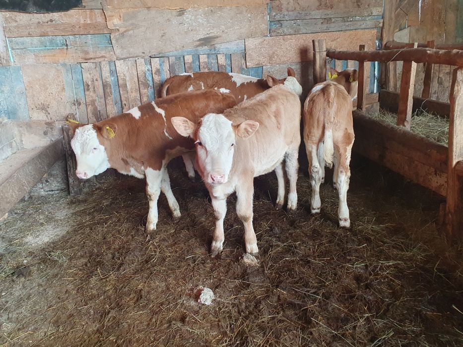 Vand 8 vitele baltate si 1 tauras