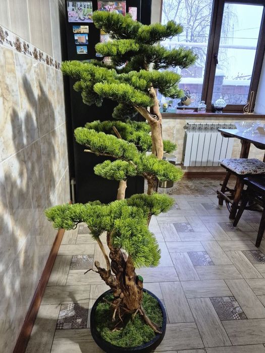 Бонсай ручная работа