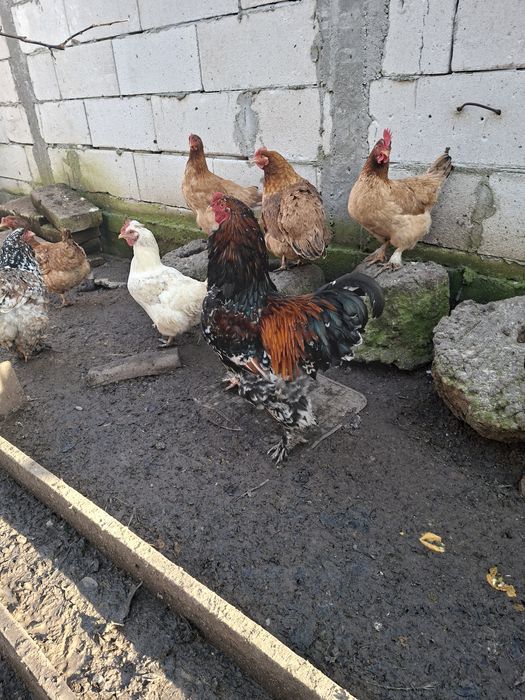 Cocosi si gaini de țară, australorp, brahma. 3 perechi pauni 2025.