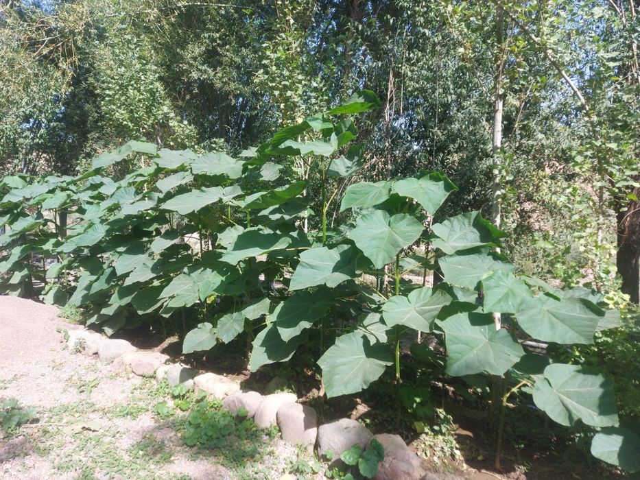 Павлония кучатлари