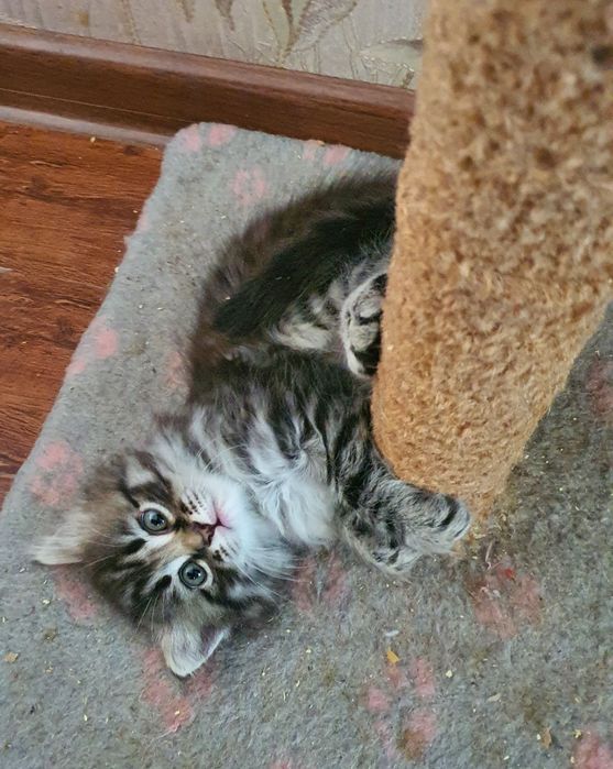 Котята шотландский вислоухой
