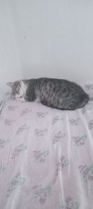 Кошка с тройней.