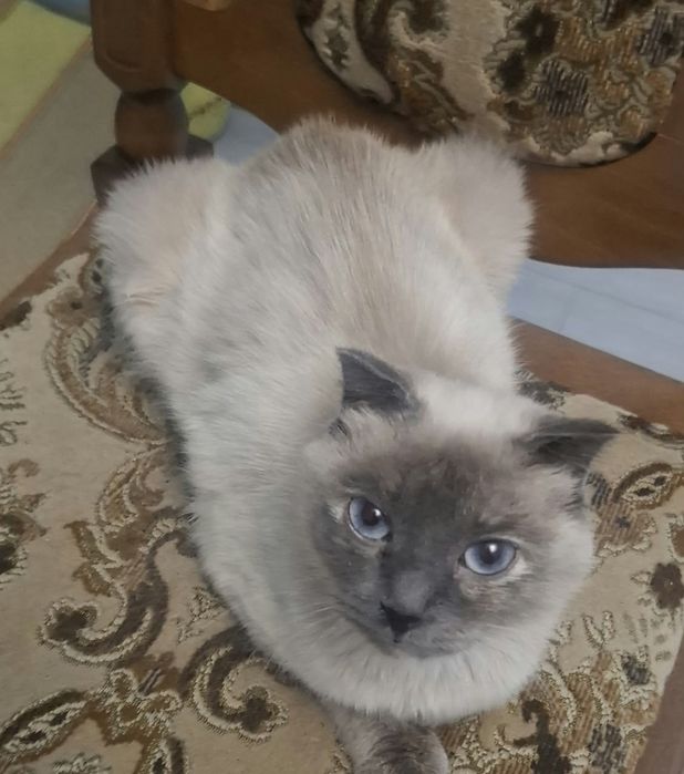 Отдаётся кошка стерелизована