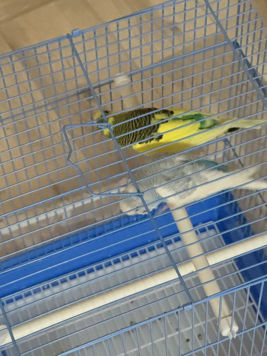 Канарейка парымен