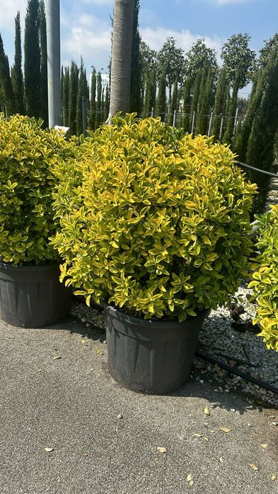 Evropa ignabargli va manzarali darahtlari