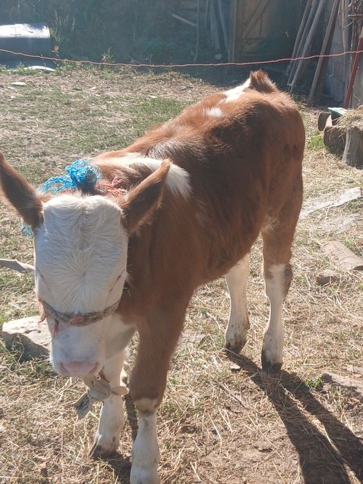 Vând vițeauă de 3 luni.