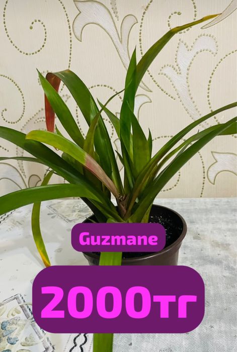 Продам  Цветы ком