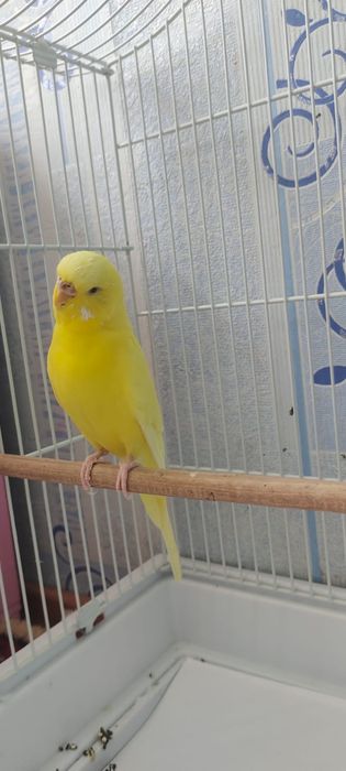 Попугай сатылады көшуімзге байланысты!!!