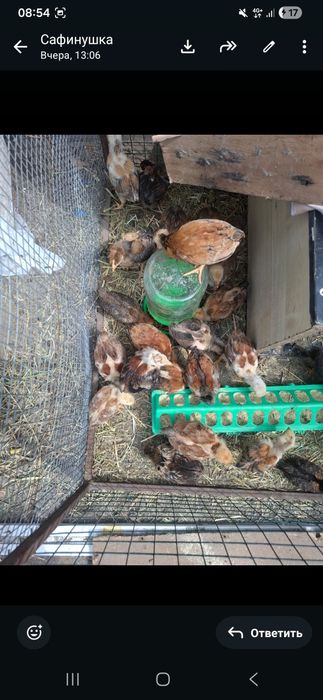 Продам кучинских цыплят.