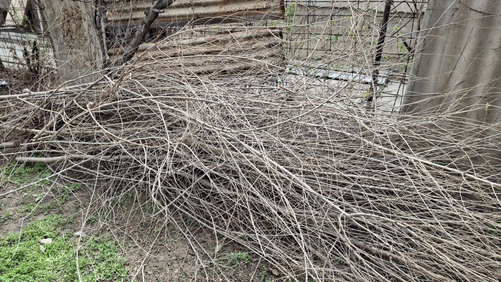 Бесплатно дрова в любое время самовывоз