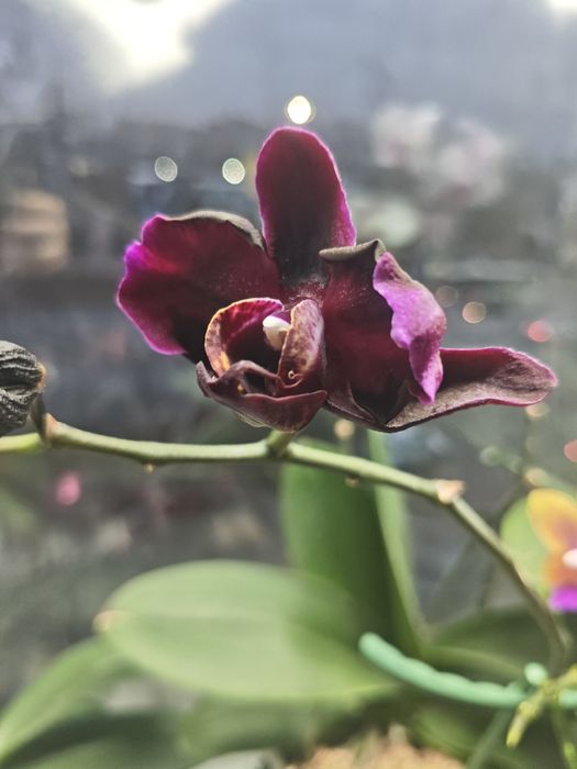 Орхидея черный лебедь