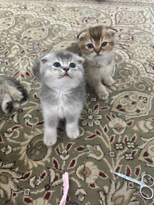Продаю котенок дети золотая шиншилла + скоттиш-фолд