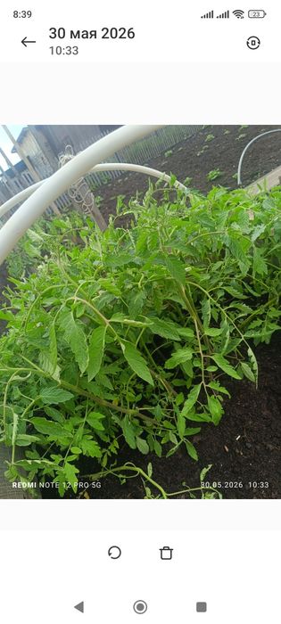 Продам рассаду помидор