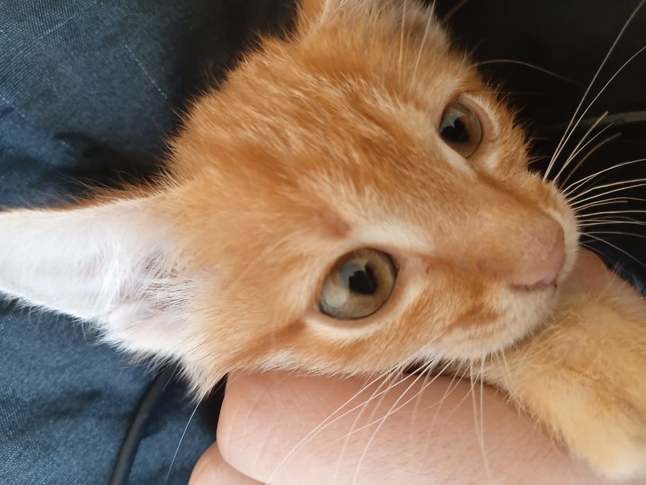 отдам котёнка бесплатно в добрые руки