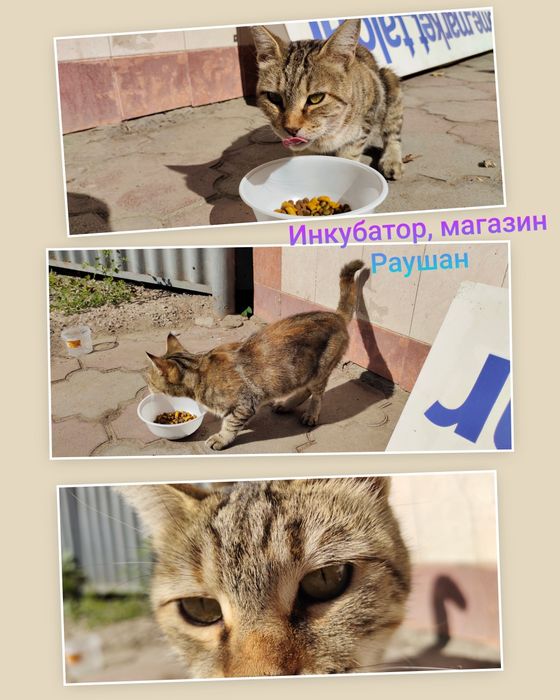 Кошка ищет дом срочно
