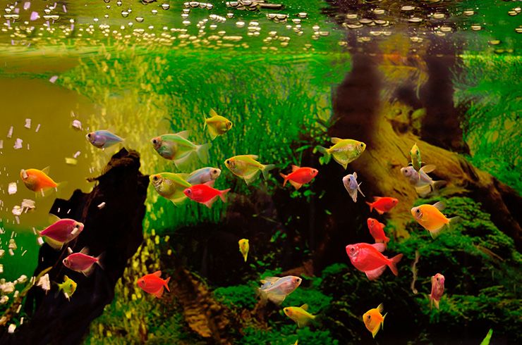 Тернетция котта размер